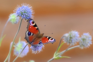 Павлиний глаз. Именно для защиты от врагов павлиний глаз и приобрёл столь яркую окраску. Бабочка - настоящий долгожитель, она может прожить до года и более. После наступления холодов она отправляется на зимовку и впадает в спячку. Примечательно, что в тёплой местности павлиний глаз может перезимовать дважды.