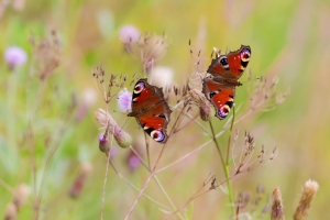 Павлиноглазки за обедом. Павлиноглазки питаются на лесных полянках и приусадебных участках – хорошо освещённых солнцем и богатых цветами. Нектар – основной источник жизненных сил для взрослой бабочки, но кроме него павлиний глаз привлекает древесный сок, потому этих насекомых нередко можно видеть на деревьях, пьющими его.