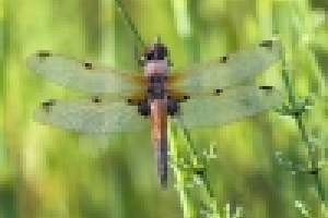 Стрекоза четырехпятнистая. Они часто встречаются около мелких и сильно заросших озер и болот, расположенных в лесу или на лугах.  Размах крыльев 7 - 8 см, красноватая, коричневая и желтая окраска – это характерные отличия стрекоз рода Libellula. А отличительный признак, давший название виду, – тёмные пятна в основании каждого из четырёх крыльев. Рано утром крылья стрекозы густо покрыты мельчайшими каплями росы.