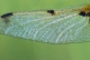 Крыло стрекозы четырехпятнистой. Крылья состоят из двух тонких слоев хитина и пронизаны сложной системой жилок. Каждое из них имеет особое утолщение на вершине, исключающее появление вибрации во время полета. При полете стрекозы используют 2 пары крыльев, причем каждая пара работает самостоятельно, а сами крылья могут двигаться независимо друг от друга, но при этом невероятно слаженно, производя до 150 взмахов в секунду. Максимальная скорость полета стрекозы достигает 57 км/ч.