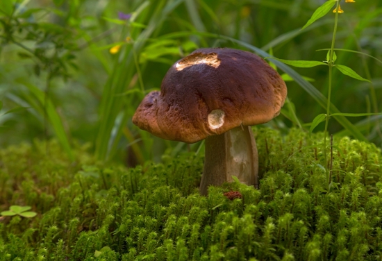 Белый гриб. Пожалуй, самый знаменитый представитель грибного царства, «царь среди грибов».  Как видно на фотографии, грибом любят полакомиться различные улитки, белки, лоси и другие животные.
