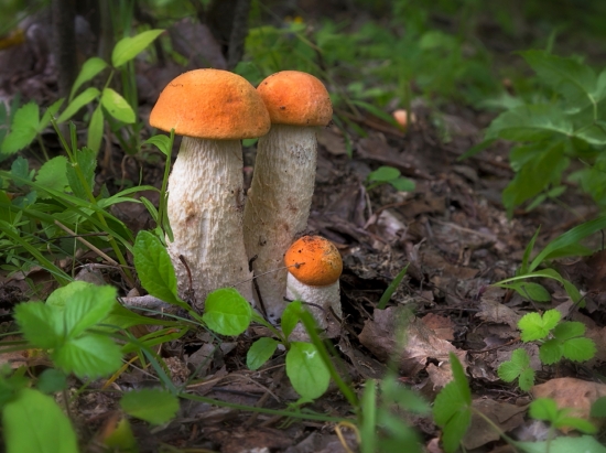 Подосиновики. Это одни из самых привлекательных представителей шляпочных грибов. Их несколько разновидностей. На фото — подосиновик красный. Он растет обычно под осинами и имеет светлую, почти белую ножку. Любители тихой охоты высоко ценят подосиновики и всегда рады встрече с ними в лесу.  