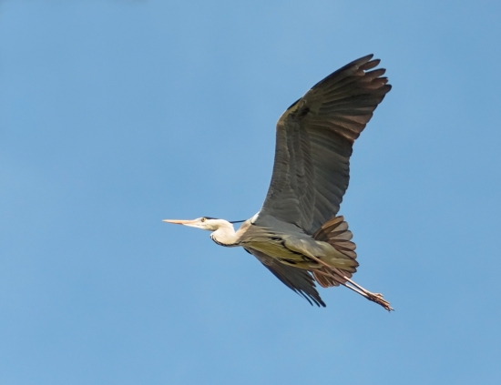 Серая цапля. Крупная, красивая и величественная птица. Ее рост составляет 75-100 сантиметров, а размах крыльев достигает 2-х метров. В Рузском крае идеальные места обитания для цапли: здесь множество озер и рек, на берегах которых она находит пищу.