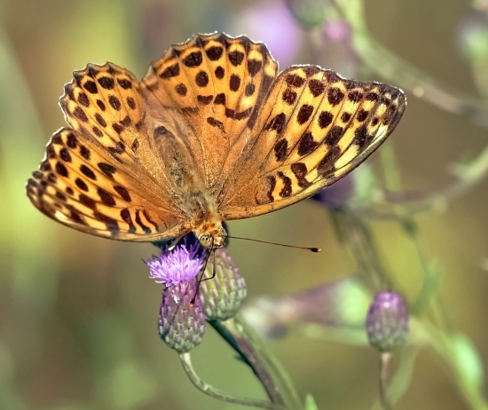 Перламутровка. Встретить её можно на лесных полянках и опушках во второй половине лета. Названием своим бабочка обязана окраске нижней стороны крыльев, переливчатый узор которых напоминает перламутр морской раковины.  Латинское видовое наименование Argynnis paphia «Пафия» отсылает к греческому прозвищу Афродиты — «Пафосская богиня», от названия святилища на Кипре у места, где богиня вышла из моря.