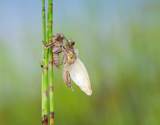 Рождение стрекозы. Личинки стрекоз развиваются в воде от нескольких месяцев до 3-х лет, дышат жабрами. Они хищники: набрасываются даже на головастиков и мальков рыб. Однажды личинка выползает на околоводное растение, замирает, кожа на груди у нее лопается, и в течение 2-3-х часов рождается стрекоза. Сначала крылья у нее мягкие, но постепенно в них поступает гемолимфа (крылья пронизаны множеством сосудов), и они затвердевают.