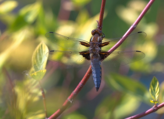 Стрекоза плоская. Её называют «плоскобрюх». У стрекозы хорошо развито зрение, позволяющее охотиться в воздухе на большой скорости. В полете насекомые ловят свою добычу и поедают прямо на лету, придерживая пойманный трофей лапками.  У самцов (на фото) брюшко светло-голубого цвета, а у самок — желтовато-коричневого.