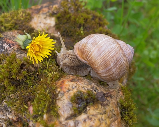 Виноградная улитка. Это самые крупные улитки, обитающие в наших краях. Во время движения они сокращают мышцы ноги и скользят по поверхности, постоянно отталкиваясь от неё. Во время движения из моллюска выделяется специальная слизь, которая уменьшает трение. При этом улитка крепко присасывается к поверхности, поэтому может с лёгкостью ползать даже по вертикали.