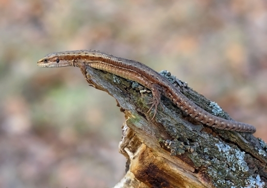 Прыткая ящерица. Как только солнце начинает пригревать землю, с раннего утра рептилии вылезают из своих нор и греются в теплых лучах. При этом не упускают случая поохотиться за различными видами насекомых. Жилищем для ящериц служат норы, которые они выкапывают сами при помощи головы и передних лап.