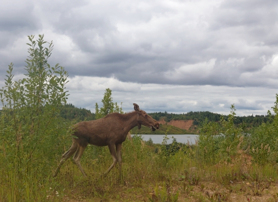 Лосенок.  Сфотографирован прошедшим летом на берегу большого озера недалеко от деревни Притыкино. Был довольно спокоен и пощипывал листву молодых осинок. Лось – самое крупное животное из семейства оленевых. Длина тела достигает порядка 3-х метров при высоте в холке почти 2 метра 40 сантиметра К сожалению, в последнее время процветает браконьерство, численность лосей сокращается, и иногда лосята остаются без родителей.