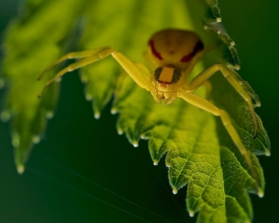 Паук-бокоход. Их еще называют «крабами», поскольку благодаря характерным конечностям они легко двигаются вбок и назад. Ловчие сети эти пауки не делают, а поджидают добычу в засаде. Они способны напасть на насекомое, по размерам превышающее их в несколько раз! Передние лапы паука оснащены когтями, в которых содержится мощный яд, парализующий добычу.