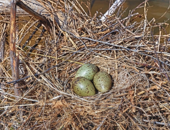 Кладка яиц озерной чайки. Свои гнезда озерные чайки строят преимущественно из разных жестких материалов. Кладка обычно состоит из 3-х яиц. Яйца имеют достаточно разнообразный окрас, например, темно-бурый, оливковый, голубовато-бурый или зеленовато-охристый.
