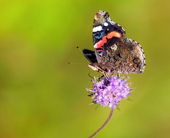 Бабочка-адмирал. Ученые дали этой бабочке красивое название – Ванесса. А адмиралом ее называют потому, что яркие полосы на крыльях схожи с лампасами на форме адмиралов российского флота. Гусеницы их чаще селятся на крапиве, а взрослые бабочки любят нектар цветов. Иногда эти насекомые мигрируют, совершая огромные перелеты. Долетают даже до Африки!