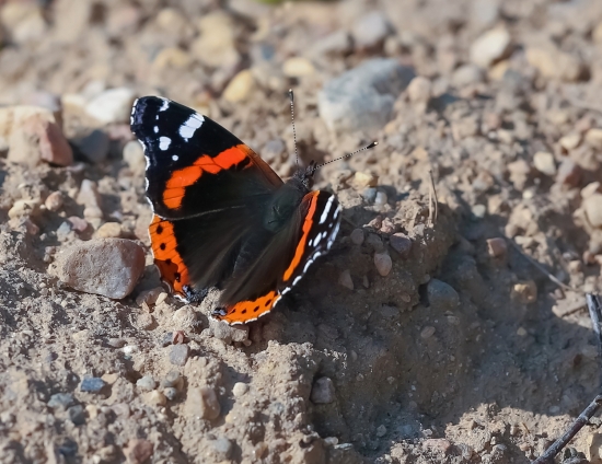 Адмирал на дороге. Адмиралов, как и некоторые других бабочек, часто можно увидеть у обочин лесных дорог. Дело в том, что в сухую погоду они пьют влагу, скопившуюся в ямках тропинок.