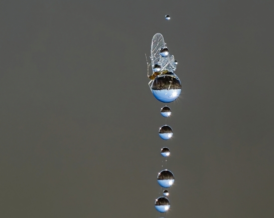 Встреча рассвета верхом на росинке.     Человек, живущий в городе, редко видит росу, и порой забывает, что такое явление природы – не просто влага после тумана, но и очень красивое зрелище.