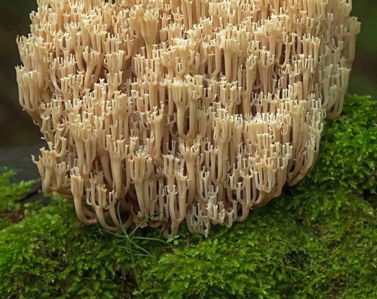 Клавикорона. Клавикорона крыночковидная — представитель группы коралловидных грибов с вертикальными разветвленными веточками, увенчанными зубчатыми коронами. Встречается в наших лесах, растет прямо на лежачих стволах деревьев. Гриб не ядовит, и его иногда употребляют в пищу.