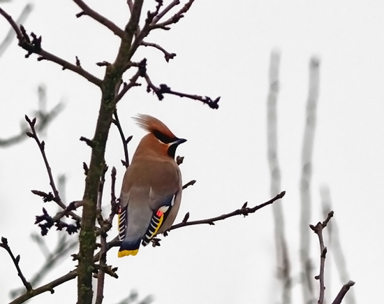Свиристель. Свое необычное название птица получила благодаря своему уникальному пению, которое имеет сходство со звуками, издаваемыми свирелью. Это кочующие птицы. Особенно они заметны своим ярким оперением зимой, когда налетают на деревья и кустарники подобно саранче, быстро сметая плоды и ягоды.