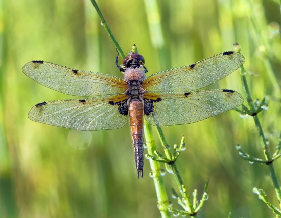 Стрекоза четырехпятнистая. Они часто встречаются около мелких и сильно заросших озер и болот, расположенных в лесу или на лугах.  Размах крыльев 7 - 8 см, красноватая, коричневая и желтая окраска – это характерные отличия стрекоз рода Libellula. А отличительный признак, давший название виду, – тёмные пятна в основании каждого из четырёх крыльев. Рано утром крылья стрекозы густо покрыты мельчайшими каплями росы.